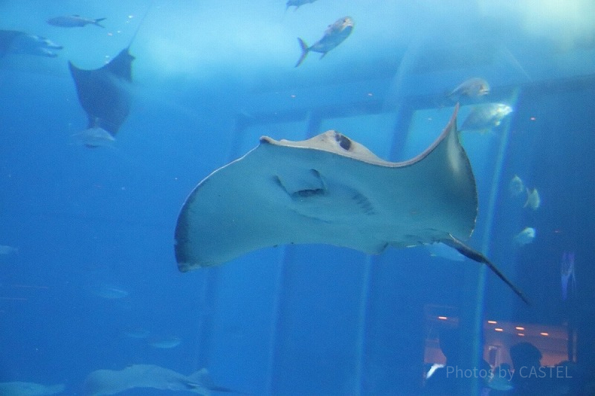 美ら海水族館のマンタ