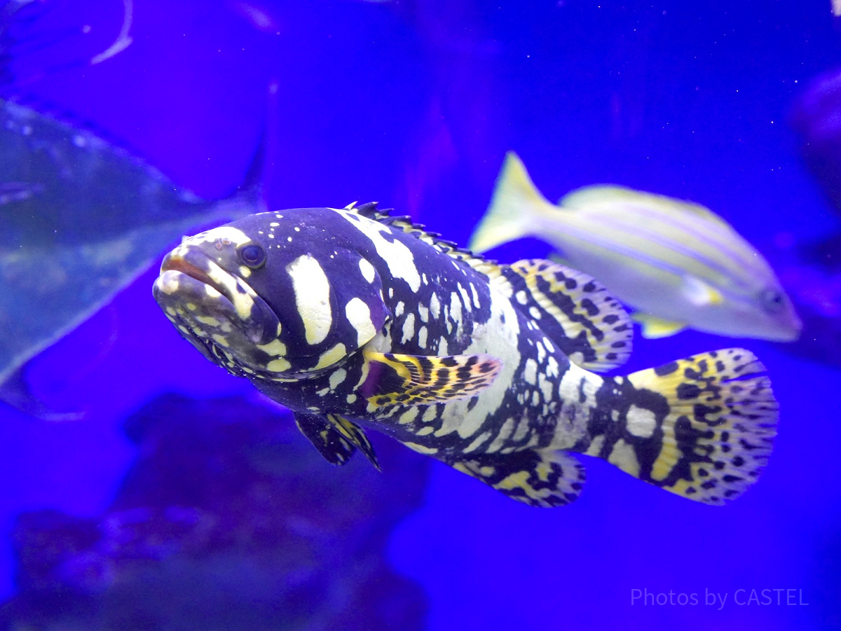 新江ノ島水族館（えのすい）：「新」がつく理由