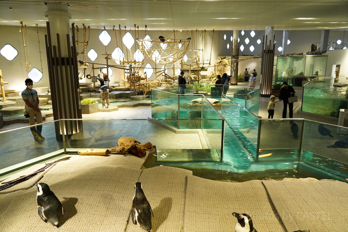 いきものが間近で観察できるニフレル