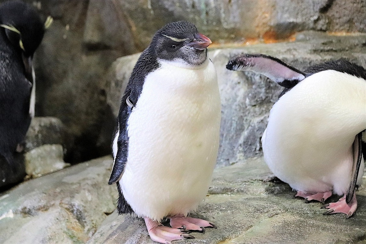 海遊館のペンギン