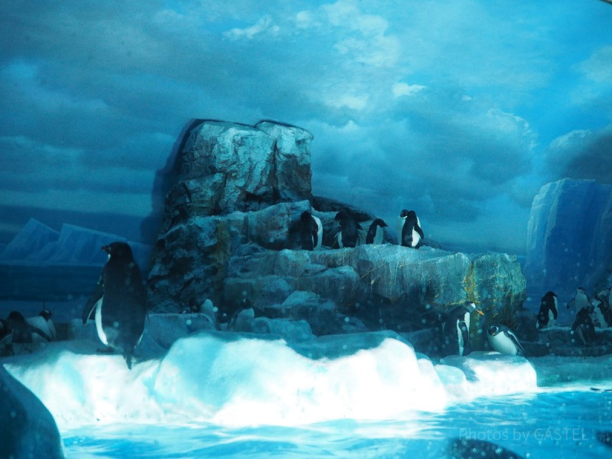 名古屋港水族館のペンギンたち