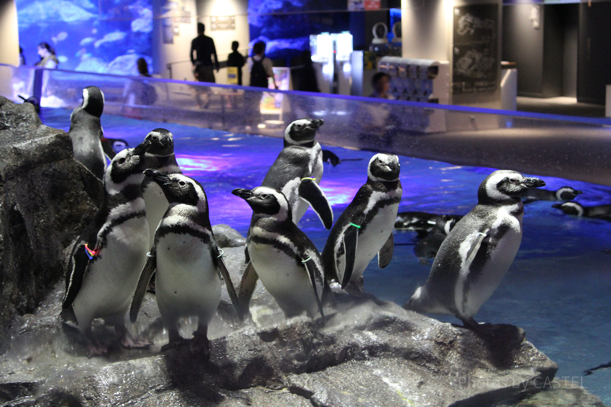 すみだ水族館の料金