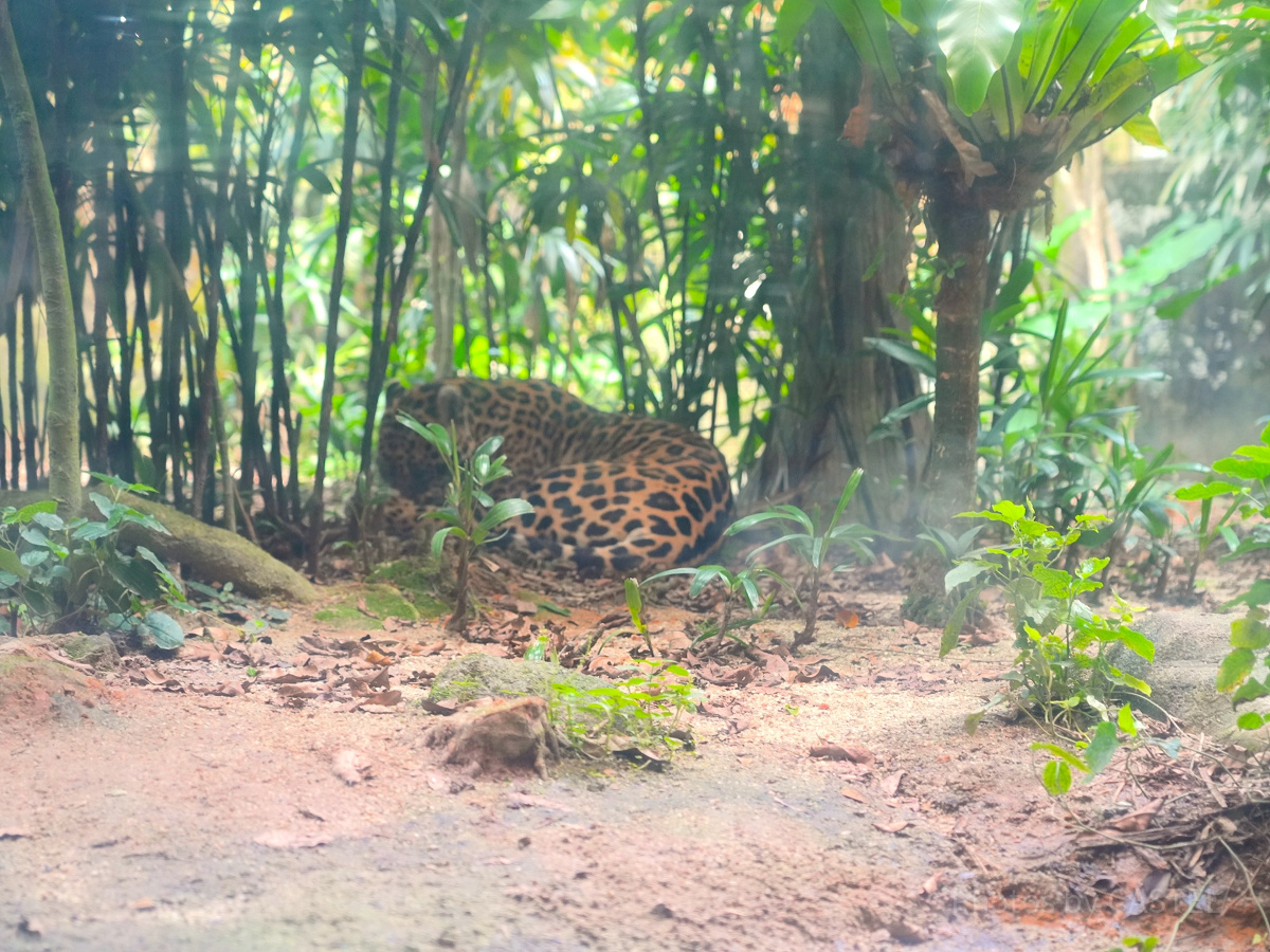 リバーワンダー：アマゾンリバークエストで会えるジャガー