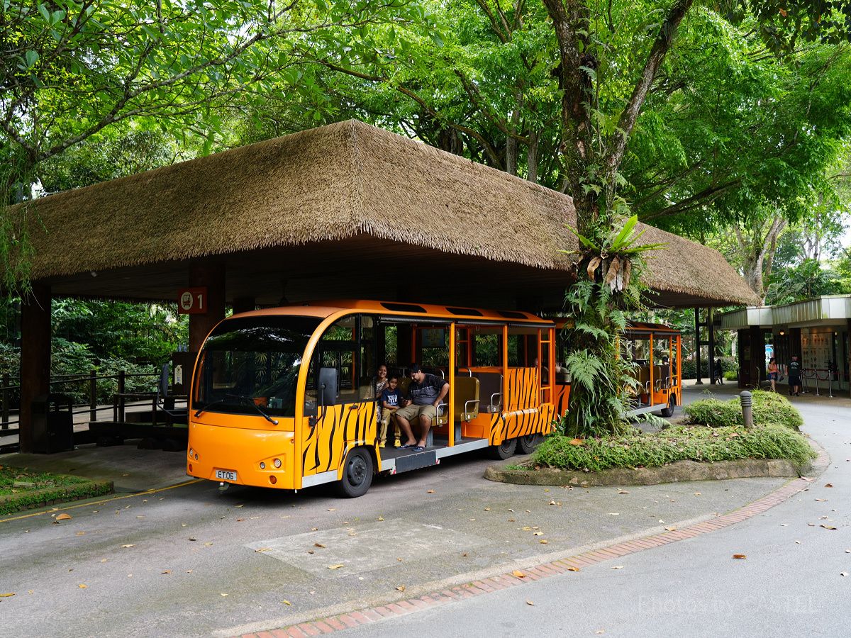 シンガポール動物園：無料のトラムも常時運行中