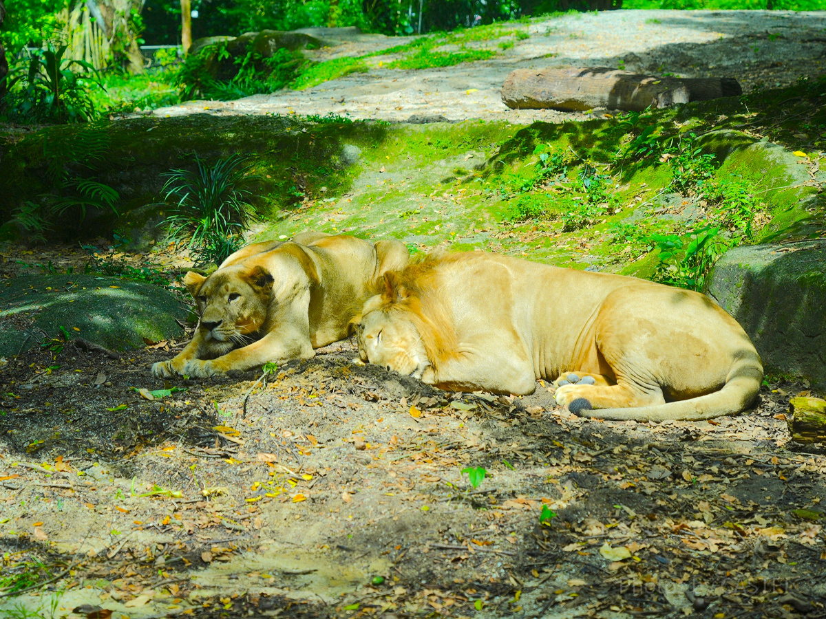 シンガポール動物園：ライオン