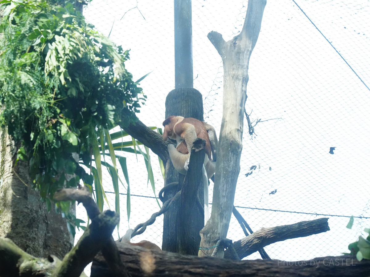 シンガポール動物園：テングザル