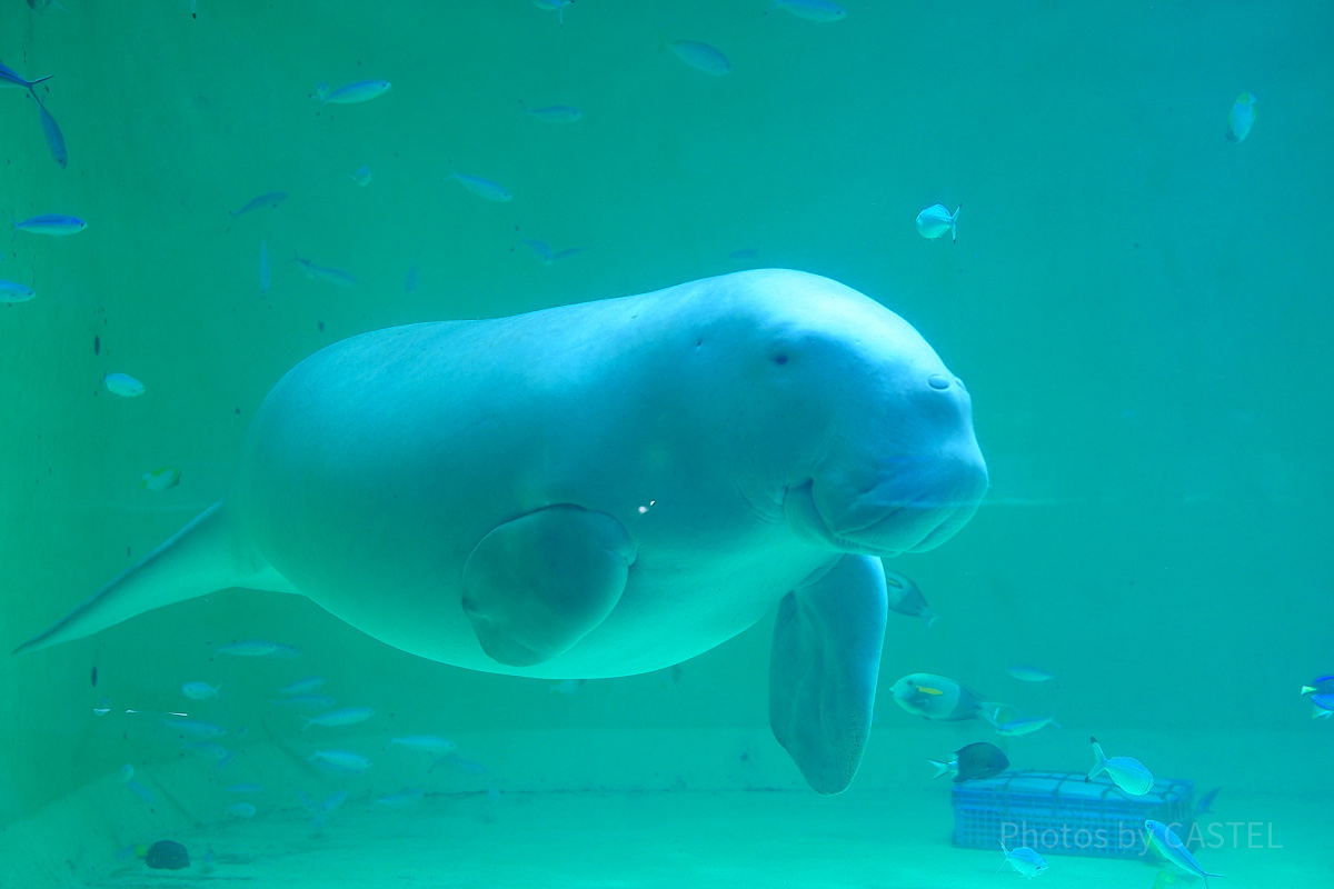 鳥羽水族館のお土産ショップ