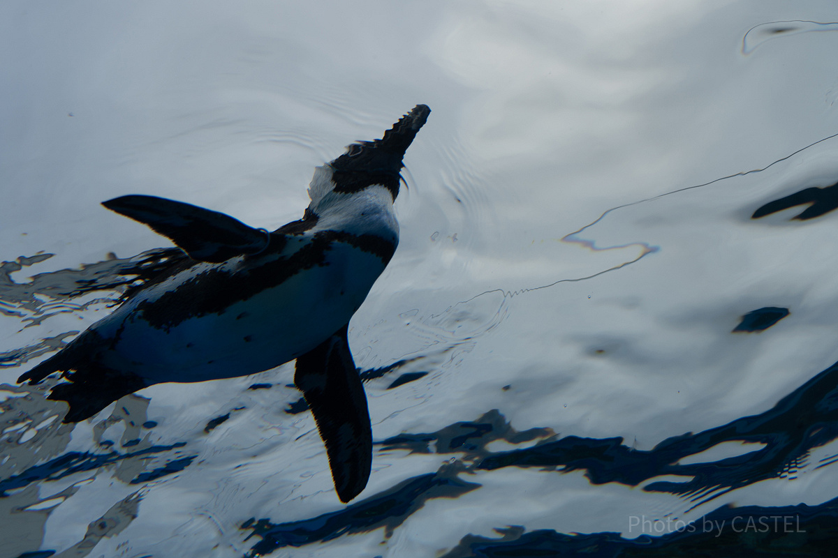 サンシャイン水族館の割引