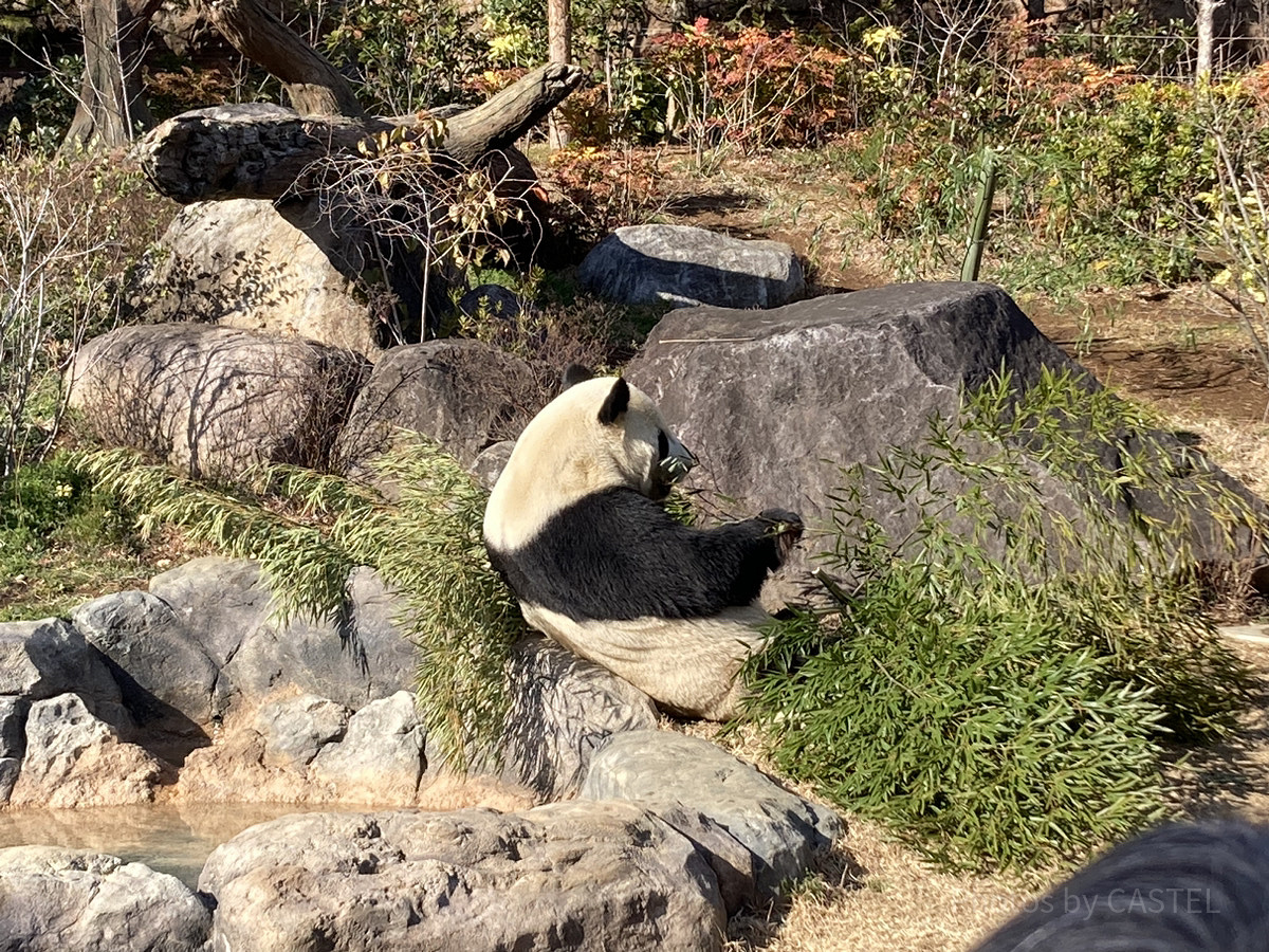 上野動物園のレストラン番外編：ピクニック