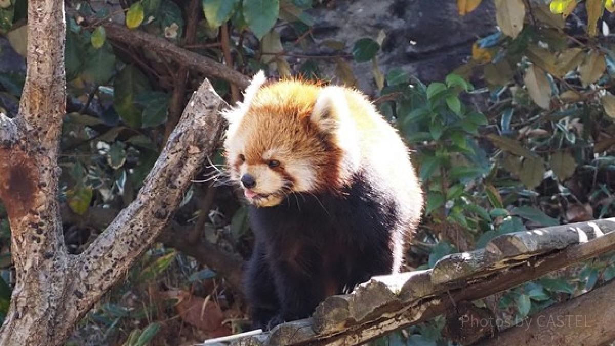 ズーラシアの人気者レッサーパンダ