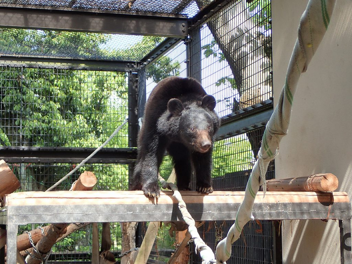 京都市動物園のツキノワグマ キャステル Castel ディズニー情報