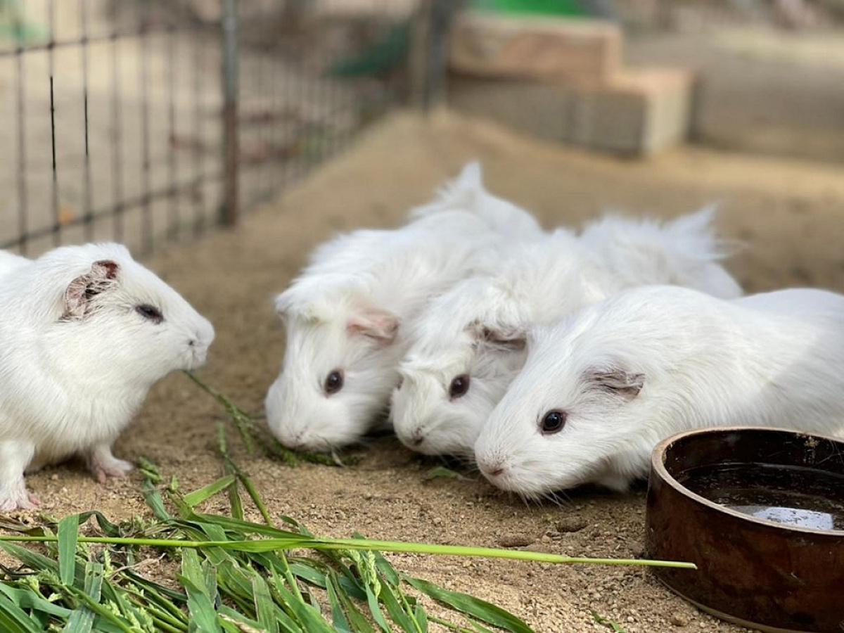 テンジクネズミ キャステル CASTEL ディズニー情報