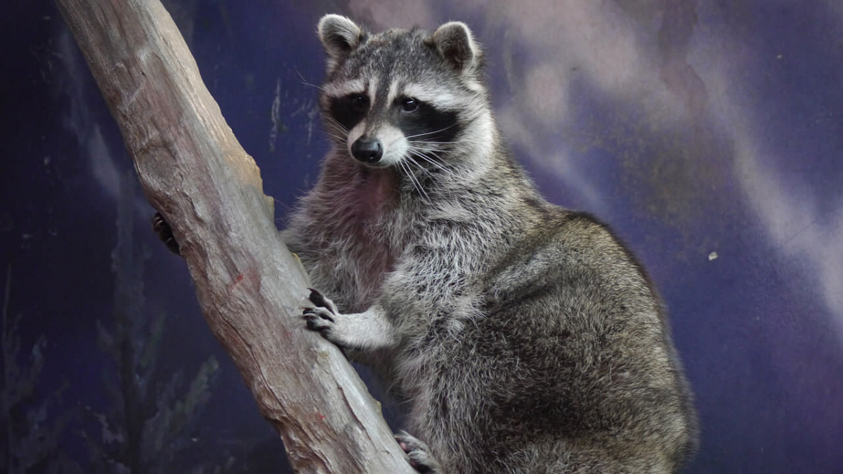 アライグマ 天王寺動物園 キャステル Castel ディズニー情報