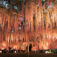 【2025】あしかがフラワーパークの混雑まとめ！大藤まつり＆イルミネーションに注意！混雑回避方法も！