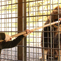 【2025】富士サファリパークのホテル13選!周辺ホテル・旅館の値段&特徴まとめ!