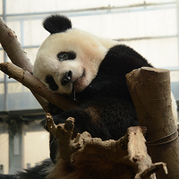 【上野動物園】おすすめ駐車場8選!安くて近い駐車場を入場門別に紹介、注意点や料金比較も