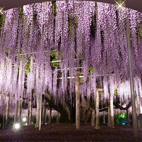 【2025年】あしかがフラワーパーク「大藤まつり」！開催時期・料金・藤の種類・割引まとめ！