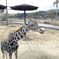 【2025】アドベンチャーワールドの営業時間!定期的に休園日あり、春休みやGW、夜間の特別営業情報も