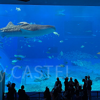 美ら海水族館の割引方法5選を割引額順に紹介!最安はどれ?道の駅や福利厚生サイトなど