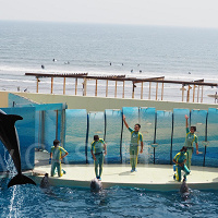 新江ノ島水族館のイルカショーを解説！大ジャンプが迫力満点！見どころ、混雑、注意点まとめ