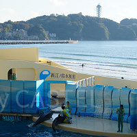 新江ノ島水族館(えのすい)徹底ガイド|2024年クリスマス情報も!場所・営業時間・料金まとめ!おすすめのショー&展示も!