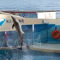 【新江ノ島水族館】えのすい駐車場ガイド！主要な周辺駐車場の料金・混雑・注意点・アクセスまとめ！