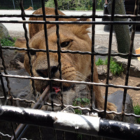 【富士サファリパーク】料金情報まとめ!入園チケット、ツアー料金、お得な会員割引情報も!