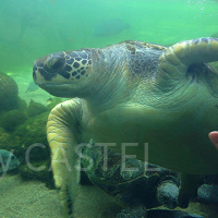 八景島シーパラダイスのアクセス方法！電車・バス・車別！最寄り駅の紹介も！