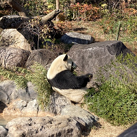 【2025】上野動物園のパンダ徹底解説！混雑＆観覧方法まとめ！上野駅からのアクセスも