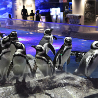 【2024】すみだ水族館の料金を解説！年パスがお得＆電子チケットなら混雑日も安心♪