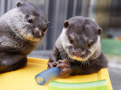 カワウソたちにも会いに行ってくださいね！