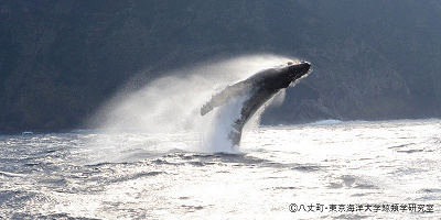 八丈島といえばホエールウォッチング