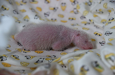 生まれて5日目のシャンシャン