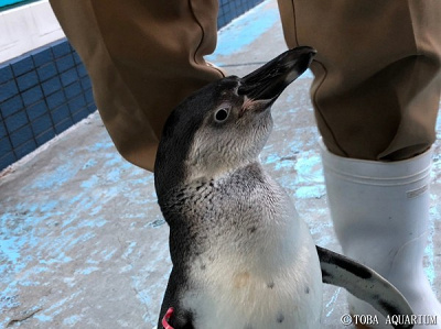 飼育員に懐くペンギン