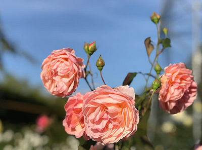 足利フラワーパークとは