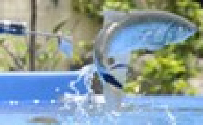 アロワナ&ドラド・フィーデングタイム