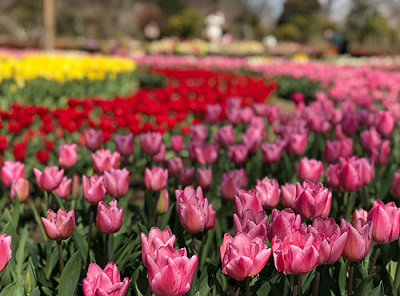 様々な花が楽しめるあしかがフラワーパーク