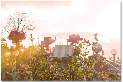 ディズニーランドローズの特徴