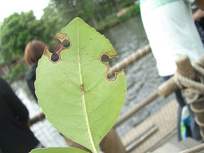 葉っぱにも隠れミッキーが