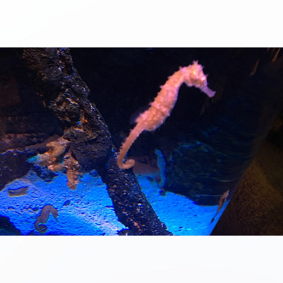 タツノオトシゴのすみか