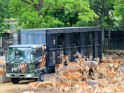 那須サファリパーク　ワイルドライド