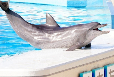 施設名の由来であるミナミバンドウイルカのオキちゃん