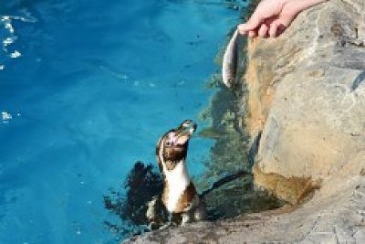 ペンギン