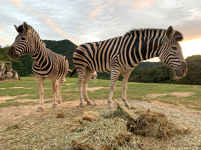 サファリのシマウマ