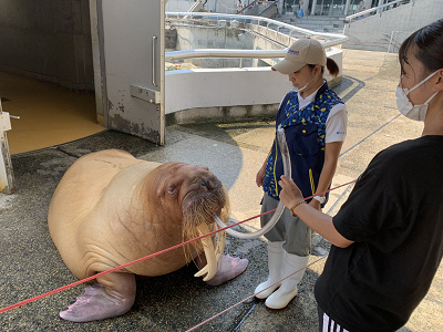 うみたまごのエサやり体験