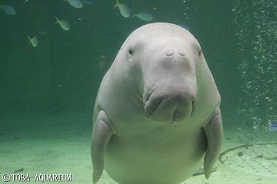 ジュゴンのセレナ