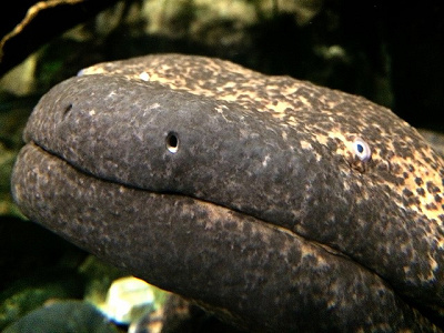 オオサンショウウオのつぶらな瞳