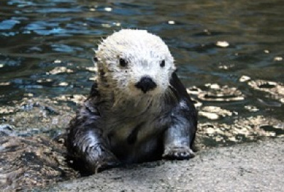ラッコの明日花