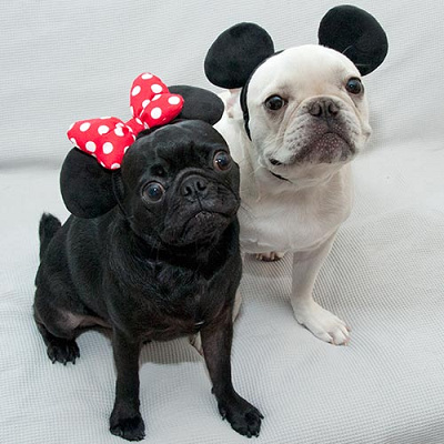 かわいすぎる!ペット用ディズニーカチューシャ♪