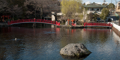 境内にある湧玉池も著名な天然記念物です!